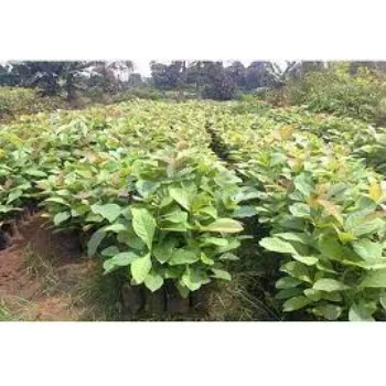 teak plant (9)-6352640-8049.webp